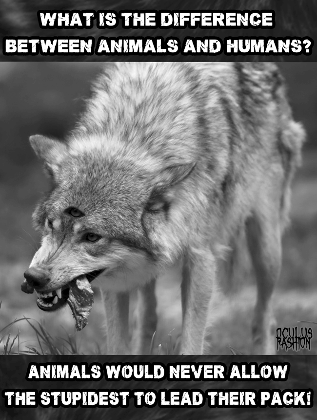 OF KLEID WOLFPACK LOOSE FIT LADY BLACK